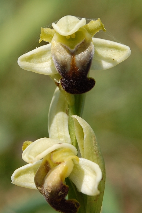 Passeggiata orchidologica al Bosco della Ficuzza